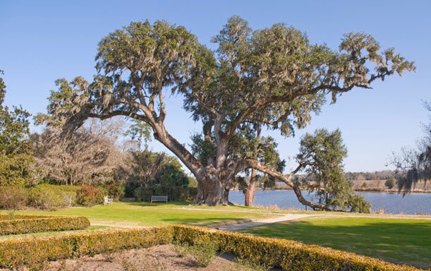 The Middleton Oak